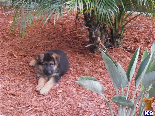 German Shepherd Puppies in FL